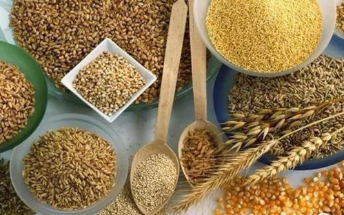 七彩藜麥繪豐收 文冠果樹(shù)綻新篇——伏龍坪街道二營(yíng)村特色農(nóng)業(yè)助力新農(nóng)村發(fā)展